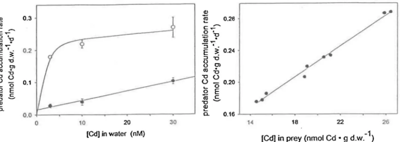 Figure Sa.  Vitesse d'accumulation du  Cd  par les  larves de S.  velata selon la source de Cd, via 