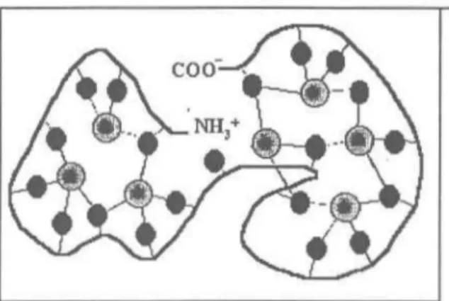 Figure 2.  Schéma d'une métallothionéine avec ses acides aminés sulfureux (rond noirs)  liant des molécules de métal (rond gris)
