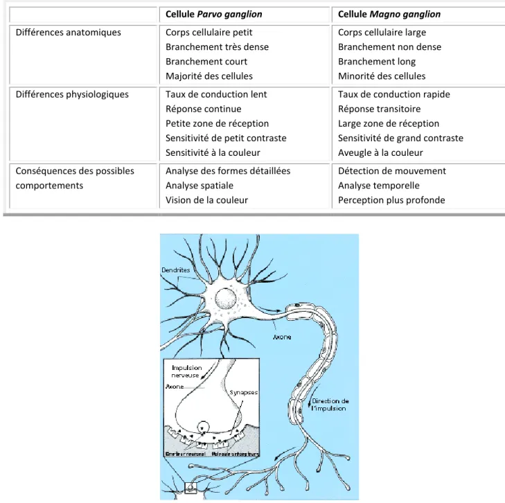 Figure 3.2, Schéma d´une structure d´un neurone biologique. 