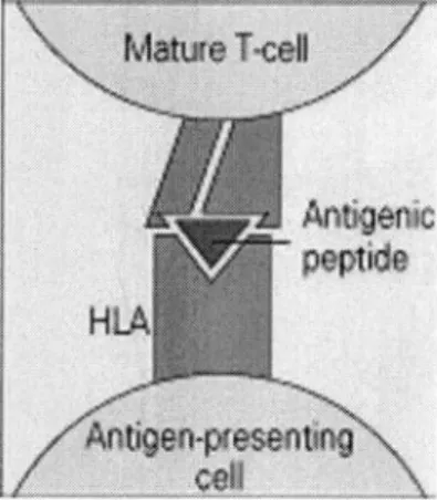 Figure 4.  Complexe tri-moléculaire: HLA /peptide dérivé de l'antigène/ 