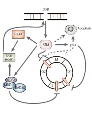 Figure 3: Représentation schématique de l'interaction de la protéine ATM. 