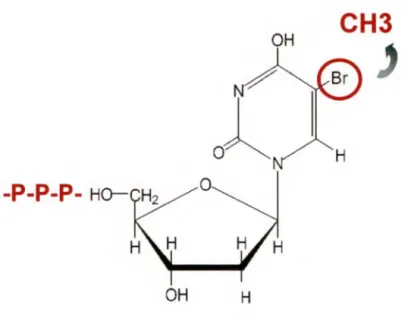 Figure 5:  Structure chimique de la molécule 5-Bromodéoxyuridine (BrdU). 