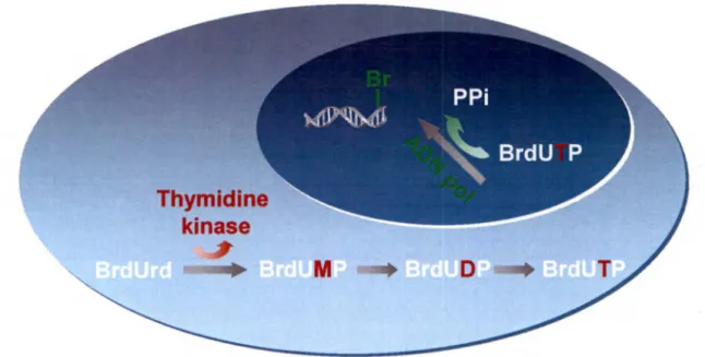 Figure  7:  Phosphorylation  du  BrdU  par  la  thymidine  kinase  et  incorporation  au  brin  d' ADN par l'  ADN polymérase