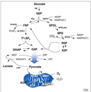 Figure 5 — Étapes de la glycolyse et de la voie des pentoses phosphates  Par la glycolyse, le glucose est utilisé pour générer principalement de l’ATP à partir  de l’ADP