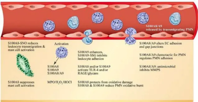 Figure 11 — Résumé des rôles critiques de S100A8 et de S100A9 dans  l’inflammation 