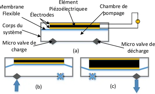 Figure 1.5 – Micropompe à actionnement PÉ. (a) État initial de la membrane. (b) Admission du fluide vers la chambre du pompage