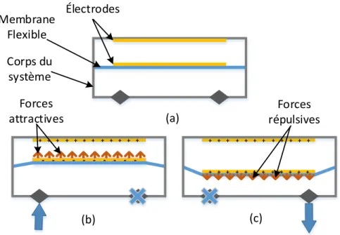 Figure 1.6 – Micropompe à actionnement ÉS. (a) État initial de la membrane, électrodes non excitées