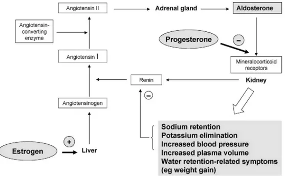 Fig. 1. Influence of estrogen and progesterone on the renin-angiotensin-aldosterone system