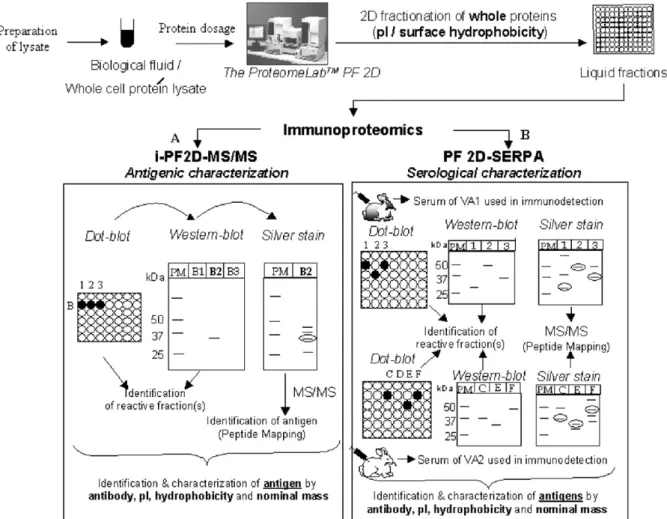 Fig. 1. Schematic representation of immunoproteomic applications of the ‘ ProteomeLab PF2D ’ for antigenic (i-PF2D-MS/MS) and serological characterization (PF2D-SERPA) of unknown microbial antigens
