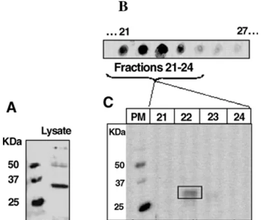 Fig. 3. (A) Western-blot and (B) Silver stain of antigenic fraction after 2nd dimension (Fr ′ )