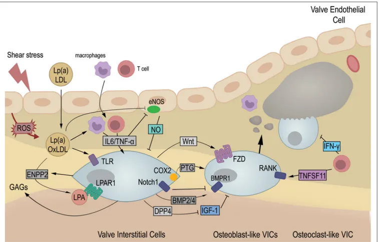 FiguRe 1  |   CAVD is a multi-step disease. Upon valve endothelium damage, low-density-lipoprotein (LDL) and lipoprotein a [Lp(a)] accumulate