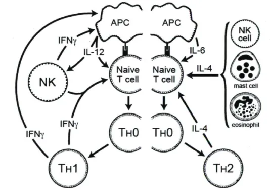 Fig. 1.6 : Interactions des APCs avec les T-naïves et l'environnement favorisent leur  differentiation