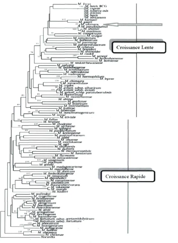 Fig. 1.12 : Arbre phylogénique des mycobactéries construit à partir de racine Nocardia  farcinica (adaptée de Mignard et Flandrois, 2007)