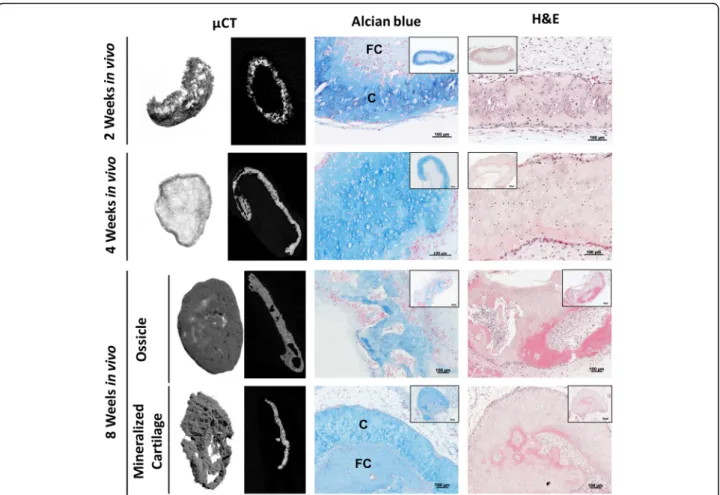 Fig. 2 Histological and microcomputed tomography ( μ CT) analysis of in vitro cultured and ectopically implanted TIs