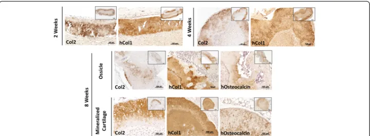 Fig. 3 Immunohistological analysis of type-I and type-II collagen deposition and contribution of human (h) cells to bone and cartilage formation by TIs