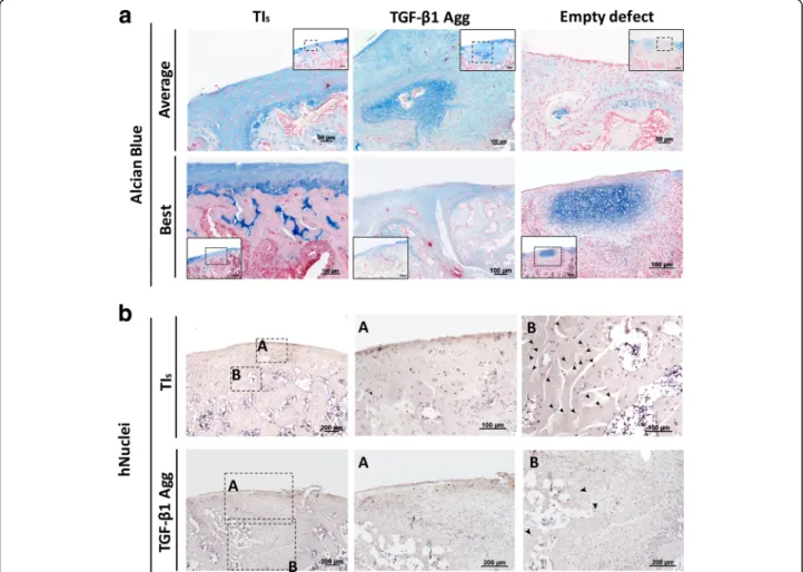 Fig. 5 Histological analysis of osteochondral defects and human cell identification at 8 weeks postinjury