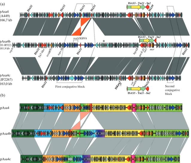 Figure  2.1  Nucleotide  alignment  of  three  plasmid  variants:  pAsa4,  pAsa4b,  and  pAsa4c