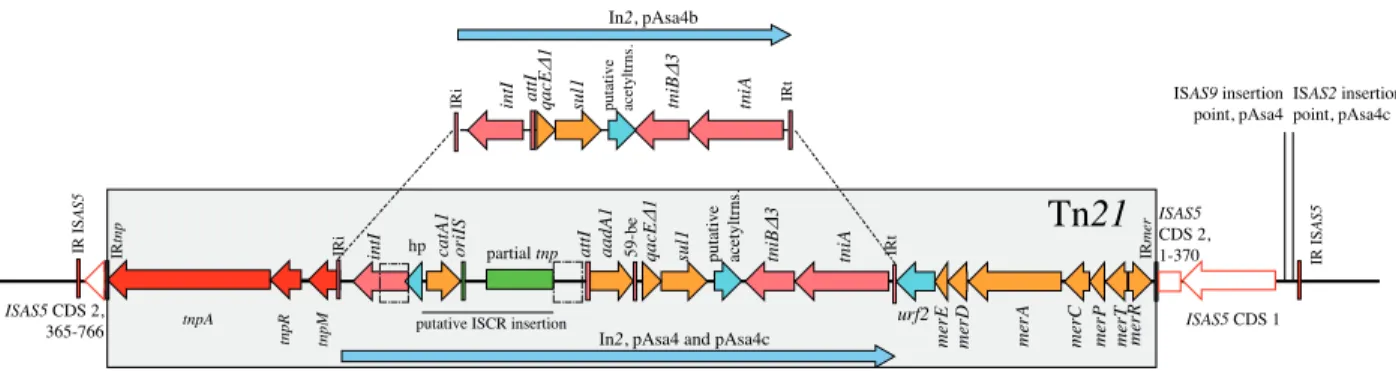 Figure  2.2  In2  comparison  between  pAsa4b  and  the  other  variants.  Tn21  differences  between  the  variants  are  all  located  in  In2