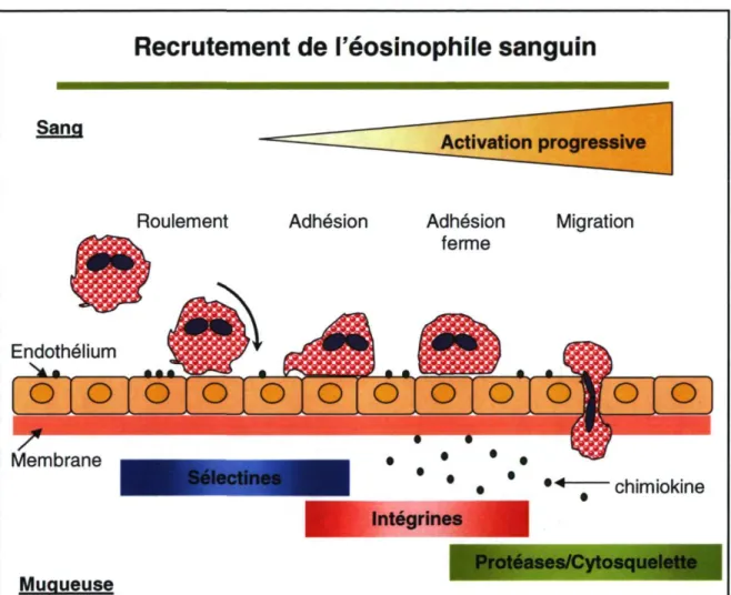 Figure 4. Le recrutement de l'éosinophile. 