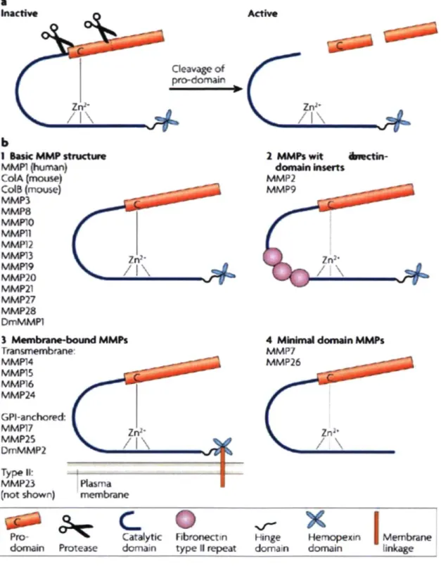 Figure 5. Structure schématique des MMPs.[Page-McCaw A, Ewald AJ, Werb Z. Matrix 