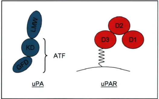 Figure 7. Représentation schématique de la structure de l'uPA et l'uPAR 