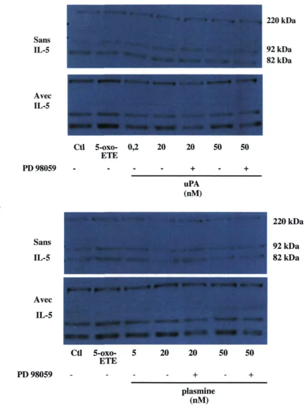 Figure 10. L'influence de l'IL-5 sur la modulation de la sécrétion de la MMP-9. Les  éosinophiles ont été incubés avec l'uPA (A) ou la plasmine (B) pour 18 heures