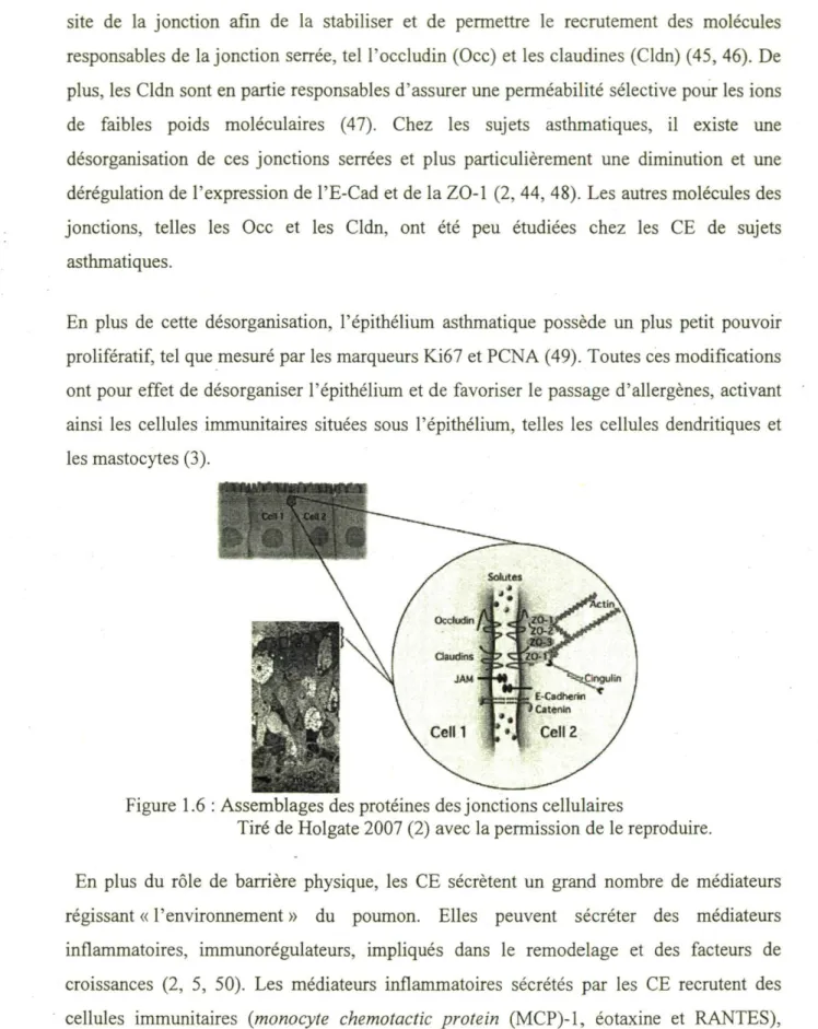 Figure 1.6 : Assemblages des protéines des jonctions cellulaires 