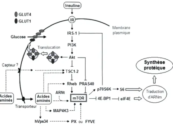 Figure 1.2. Schéma de l'activation de la voie de signalisation mTOR  régulant la synthèse protéique dans les cellules musculaires