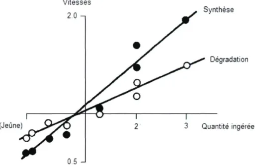 Figure 1.3. Évolution des taux de synthèse (•) et de dégradation (o)  protéiques en fonction de la quantité ingérée d'aliments chez plusieurs  espèces en croissance (au-dessus de l'équilibre du bilan énergétique) et  adultes (en deçà de l'équilibre du bila