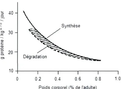 Figure 1.5. Synthèse et dégradation des protéines en fonction de la  croissance chez les bovins