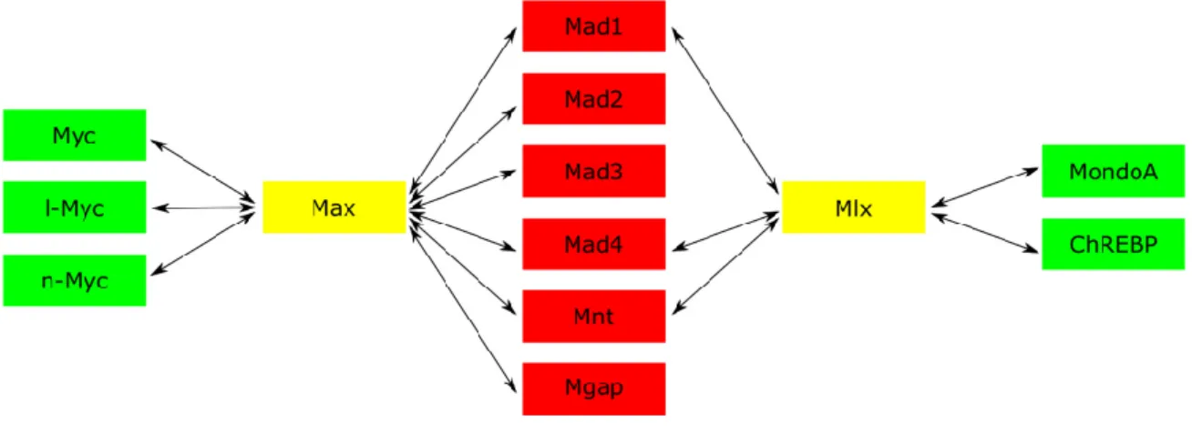 Figure 3 : Réseau de facteurs de transcription Myc/Max/Mad 