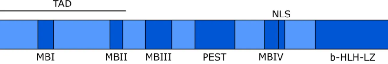 Figure 5 : Représentation schématique de Myc et ses principales régions 