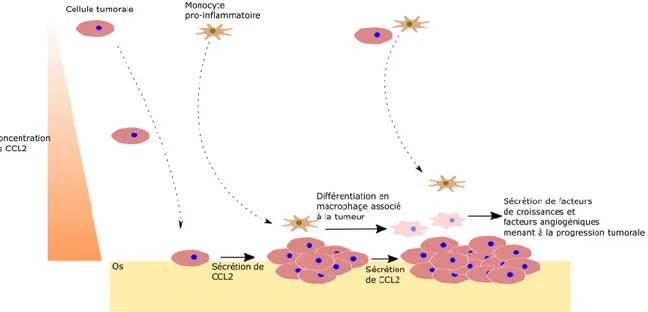 Figure 7 : Implication de l’axe CCL2/CCR2 dans la formation de métastases  Représentation  simplifiée  de  l’implication  de  CCL2  dans  la  formation  de  métastases  osseuses