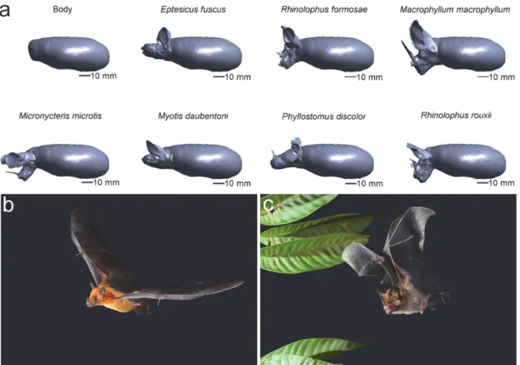 Fig 1. Bat models. (a) Renderings of the 3D bat models (orthographic projection). (b) Picture of Phyllostomus discolor in flight (c) Picture of Micronycteris hirsuta in flight