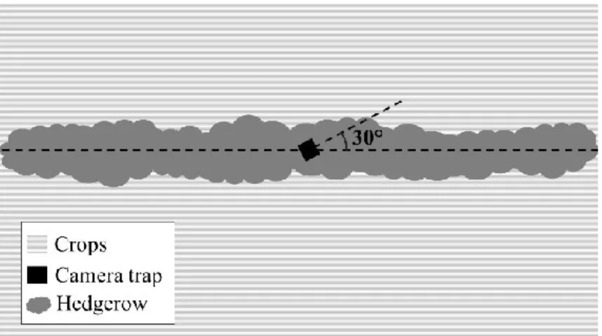 Figure 2 Camera disposition in the hedgerows. Cameras (black square) were placed at the mid- mid-length of the hedgerow, at a height of 0.65 m and at a 30° angle (dashed line) 