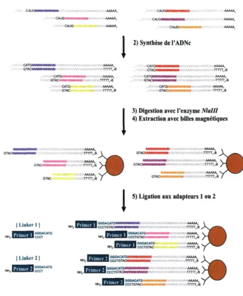 Figure 3. Représentation schématique des étapes de la méthode d'analyse sérielle  de l'expression génique