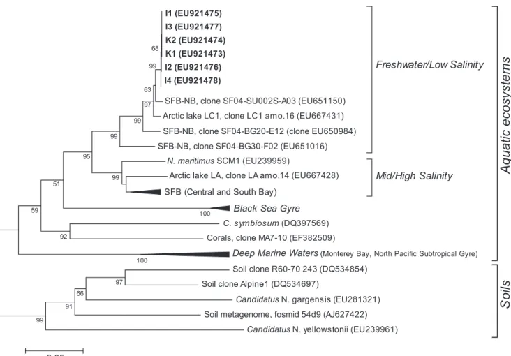 FIG. 6. Neighbor-joining phylogenetic tree for amoA sequences constructed using Tamura-Nei-corrected distances with a bootstrap value of 1,000