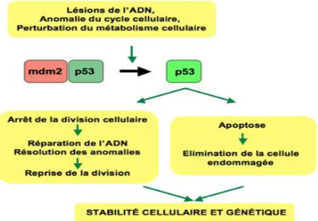 Figure 5 :   mécanismes que le gène p53 enclenche en cas de lésion dans l'ADN.