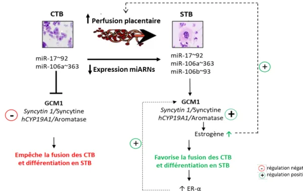 Figure 5 :  Modèle de régulation de la différenciation trophoblastique par les miARNs