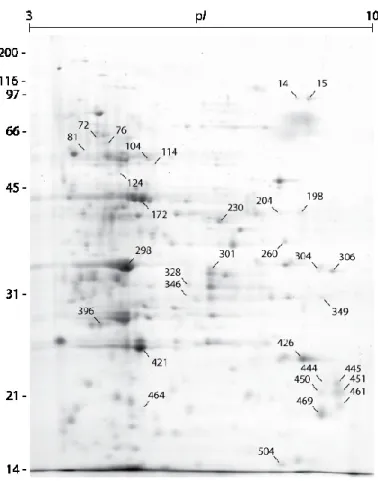 Figure 2.2 Gel image for the proteome of potato leaves subjected to potato aphid feeding, as  visualized after Coomassie blue staining following 2-DE