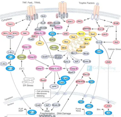 Figure 2. L’implication de nombreuses IPP dans la régulation de l’apoptose cellulaire