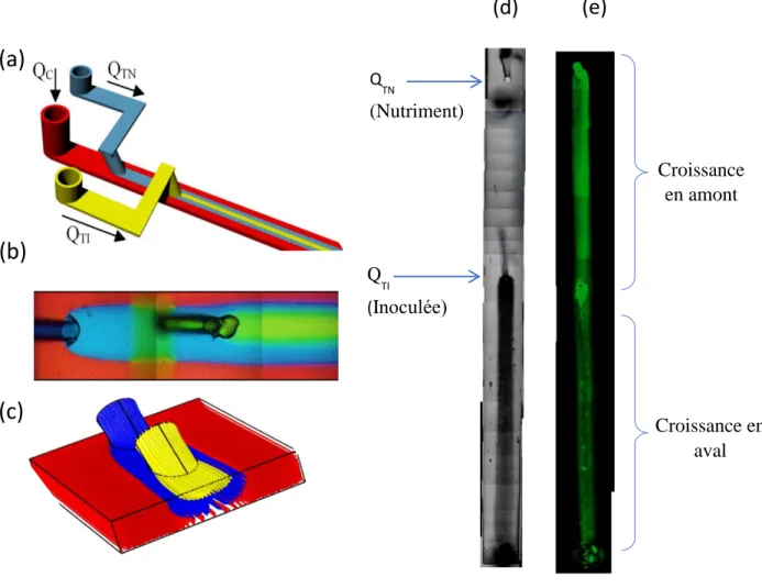 Figure 1.7.  (a) Schéma  du  microcanal  avec système de micro-écoulement  à 3 entrées