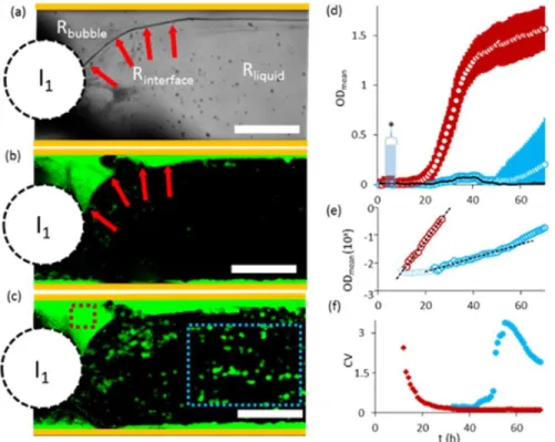 Figure 3.3. (a) Transmission image at t=4 h showing a bubble in medium with gas/liquid  interface highlighted (red arrows)