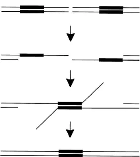 Figure 5 : Représentation schématique de la réparation par SSA. Une cassure double  brin à lieu près de deux régions répétées