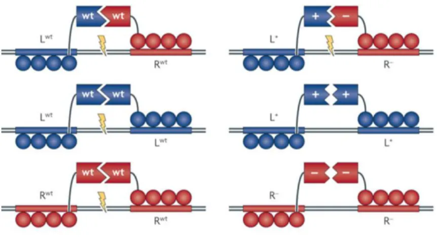 Figure 6 : À droite, schéma de ZFN de type sauvage et de leur possibilité d’association  menant  à  de  potentiels  clivages  hors  cible