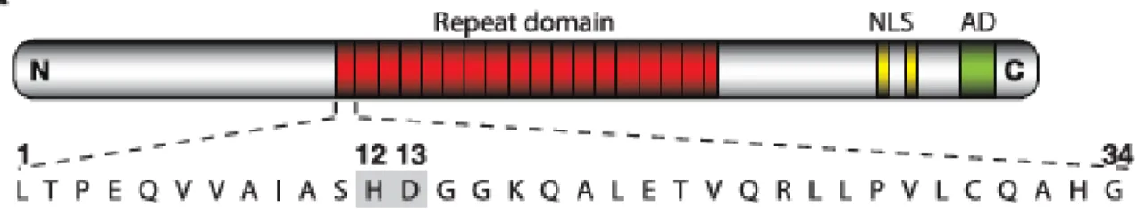 Figure 8 : Schéma d'un TALE. Les résidus 12 et 13 sont les résidus variables dans les  répétitions  du  TALE  qui  vont  reconnaitre  l’ADN