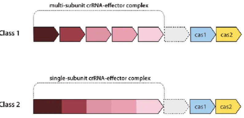 Figure 10 : Schématisation des différences entre les sous-unités multiples des systèmes  CRISPR de classe 1 versus l’unique sous-unité des systèmes CRISPR de classe 2