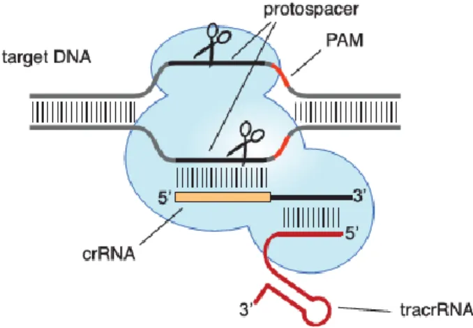 Figure  11  :  Représentation  schématique  du  clivage  de  l’ADN  par  le  système  CRISPR/Cas9