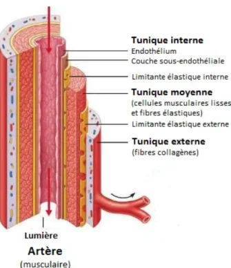 Figure 1 - 1. Structure d’une artère native [4] 