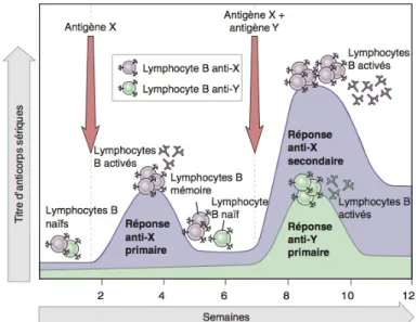Figure 1.2. : Réponse primaire et secondaire suite à une sensibilisation à un antigène